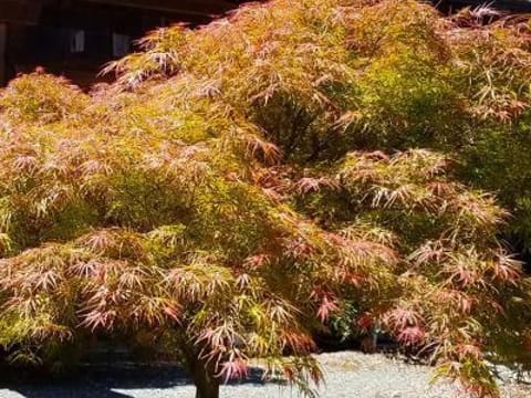 Acer palmatum 'Villa Taranto'