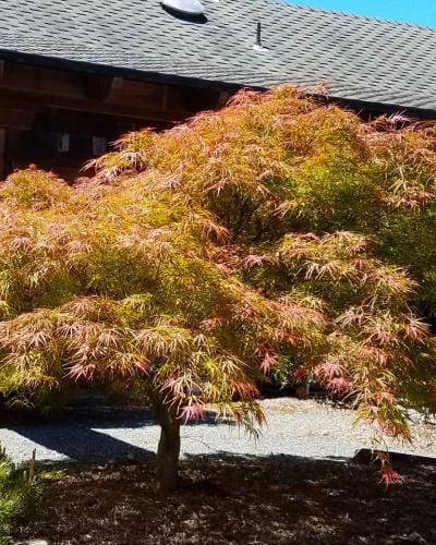 Acer palmatum 'Villa Taranto' Japanese Maple, a mounding tree with finely cut orange, pink and green foliage, growing on mulch beside a gravel path and building.