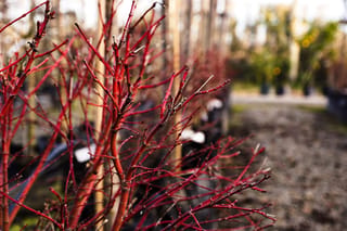 Bare red winter stems of Acer palmatum 'Fjellheim' (Japanese Maple), with fine branching twigs, in a nursery row of potted plants.