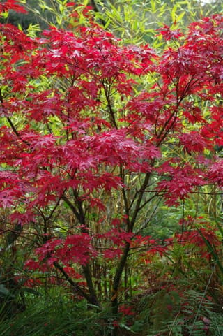 Acer palmatum 'Pixie' Japanese Maple with deeply lobed crimson-red foliage on slender branches, set against green bamboo and ferns.