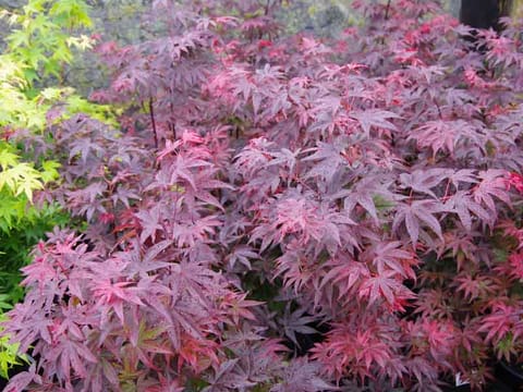 Acer palmatum 'Pixie'