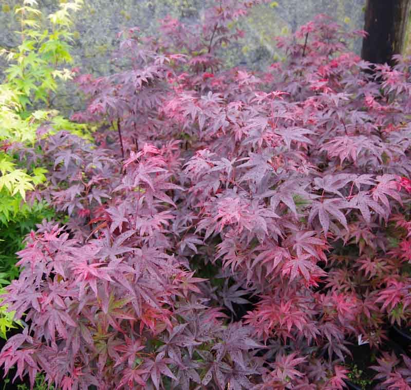 Acer palmatum 'Pixie' Japanese Maple, a compact shrub with deeply lobed burgundy and pink-red leaves, beside bright lime-green maple foliage.