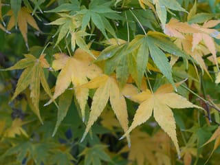 Acer palmatum 'Ukon' (Japanese Maple) foliage, with deeply lobed leaves shading from green to soft yellow and apricot, with frost-like specks on the edges.