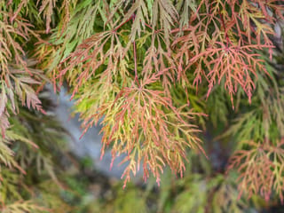 Acer palmatum var. dissectum 'Orangeola' Japanese maple, close-up of finely cut laceleaf foliage in orange-red and green, hanging in weeping layers.