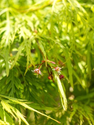 Acer palmatum var. dissectum 'Viridis' Japanese maple, close-up of small red-pink spring flowers with slender stamens among finely cut lime-green leaves.