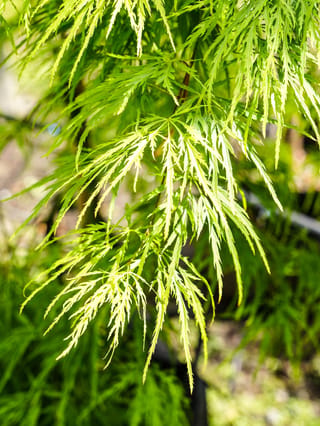 Acer palmatum var. dissectum 'Viridis' (Japanese Maple), close-up of finely dissected lime-green leaves on slender red-brown stems, drooping in soft sunlight.