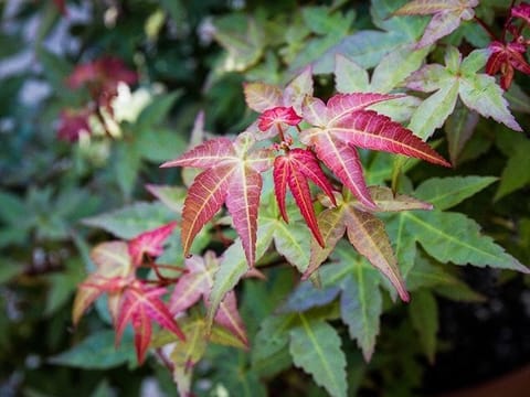 Acer palmatum 'Beni-hime'