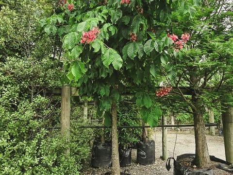 Aesculus x carnea