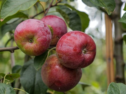 Apple 'Liberty'