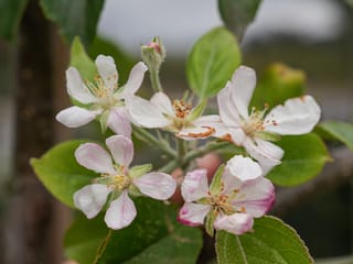 Apple 'Royal Gala' blossom cluster with four open white flowers flushed pink, orange-tipped stamens, a pink bud and green leaves.