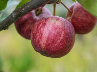 Apple 'Royal Gala' fruit hanging from a branch, with red-streaked skin over a paler background and blurred green foliage behind.