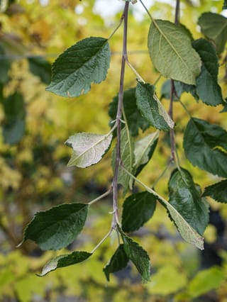 Malus domestica 'Wandin Glory' apple, a slender drooping branch with serrated, dark green leaves, some showing paler undersides, against a blurred yellow-green background.