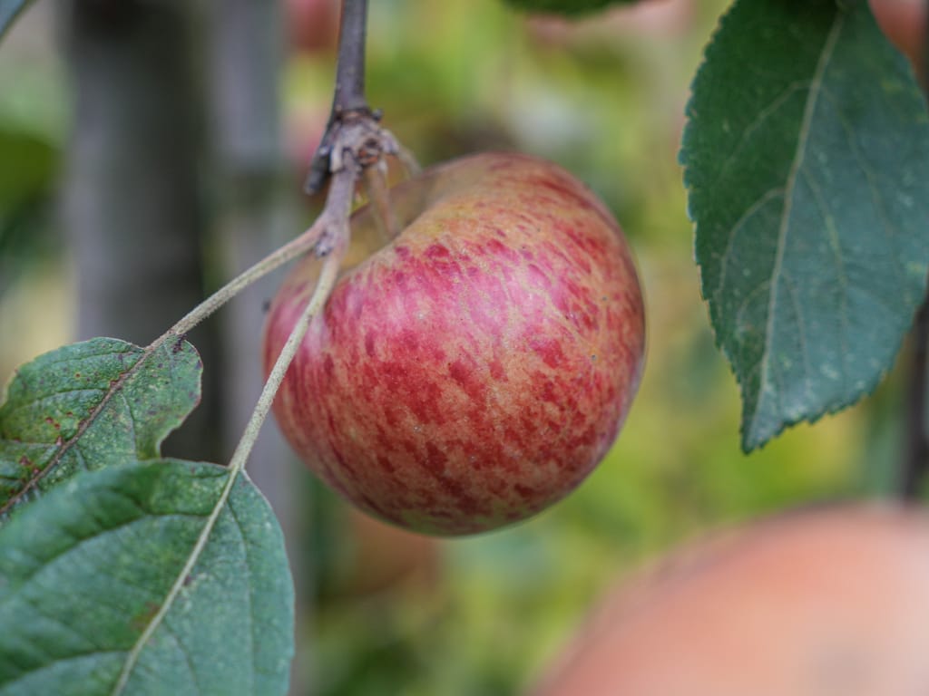 Malus domestica 'Wandin Glory' apple hanging from a branch, its skin streaked red over yellow-green, framed by dark green serrated leaves.