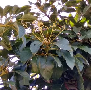Avocado 'Fuerte' foliage with broad, glossy dark green leaves and a cluster of small pale yellow-green flower buds on slender stems.