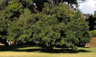 Mature Avocado 'Fuerte' tree with a broad, dense rounded canopy of glossy green leaves, growing on a lawn beside a block wall.