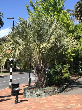 Butia capitata (Jelly Palm) with a stout, textured trunk and arching blue-green fronds, planted in a stone-edged garden bed beside a brick footpath.