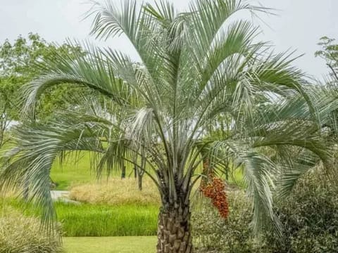 Butia capitata