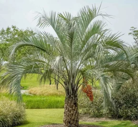 Butia capitata (Jelly Palm) with a stout textured trunk and arching blue-green fronds, a bunch of orange fruit hanging, set in a landscaped garden.