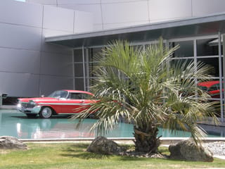 Butia capitata (Jelly Palm) with arching blue-green fronds and a short stout trunk, planted among boulders beside a pool, with a red classic car behind.