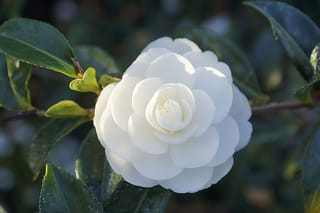 Camellia sasanqua 'Early Pearly' (camellia) bloom, a formal white double flower with layered petals, surrounded by glossy dark green leaves and new growth.