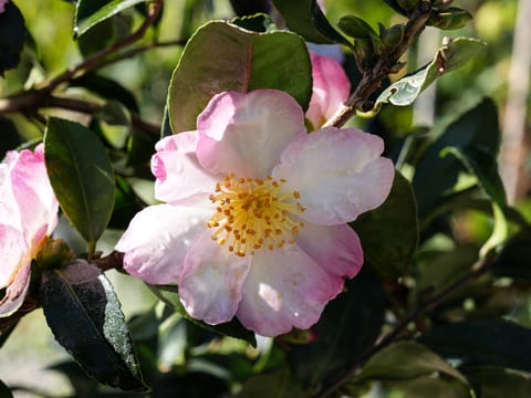 Camellia sasanqua 'Gay Border'