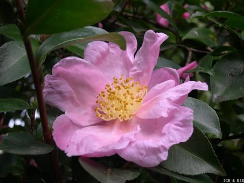 Camellia sasanqua 'Plantation Pink'