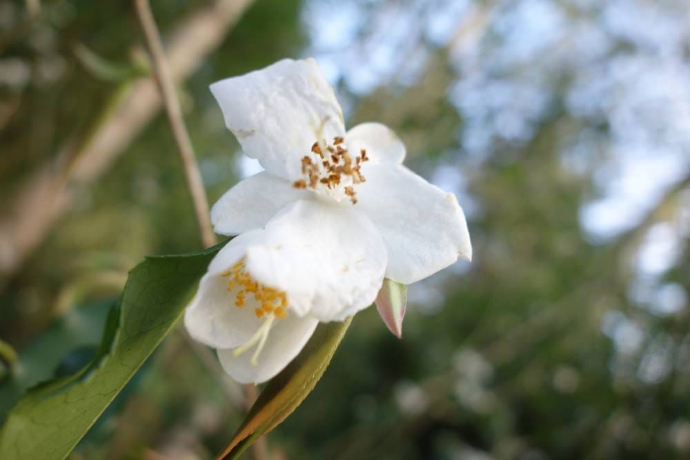 Close-up of a white Camellia tsaii flower with golden-orange stamens, beside smooth green leaves and a pink-tinged bud against a blurred background.