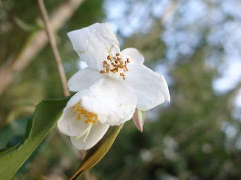 Camellia tsaii