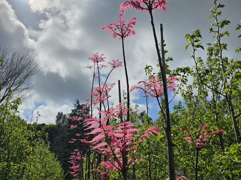 Cedrela sinensis 'Flamingo'