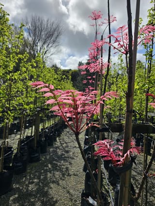 Cedrela sinensis 'Flamingo' (Chinese Toon) with bright pink new spring leaves on staked young trees in planter bags along a nursery gravel path.