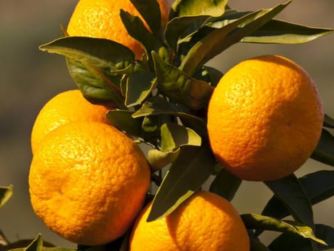 Citrus mandarin 'Silverhill'