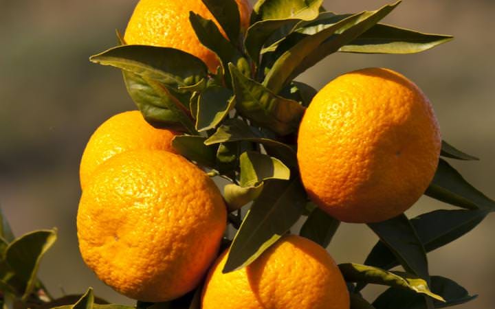 Citrus mandarin 'Silverhill' (mandarin) fruit, a cluster of ripe orange mandarins with textured skin among glossy green leaves in sunlight.