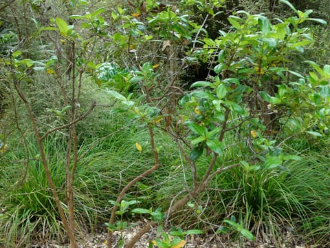 Coprosma robusta