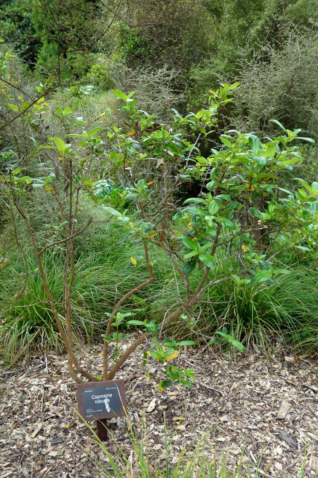 Coprosma robusta (karamū) shrub with several slender brown stems and glossy green leaves, growing in bark mulch beside a name label among grasses.