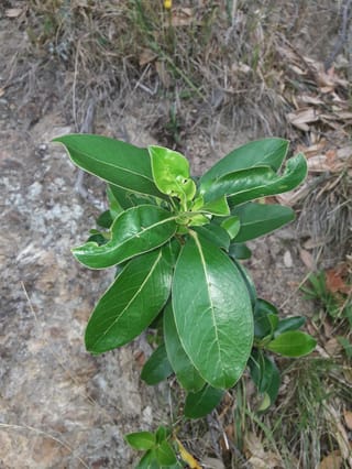 Young Coprosma robusta (karamū) seedling with glossy, dark green oval leaves, growing from dry grass and leaf litter on stony ground.