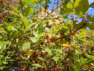 Coprosma robusta (karamū) branches with broad green leaves and clusters of orange-red berries, a few yellowing leaves, against blue sky.