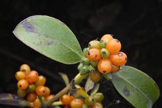Coprosma robusta (karamū) branch with clusters of orange and green berries, each with a dark tip, beside broad green leaves with dark blemishes.