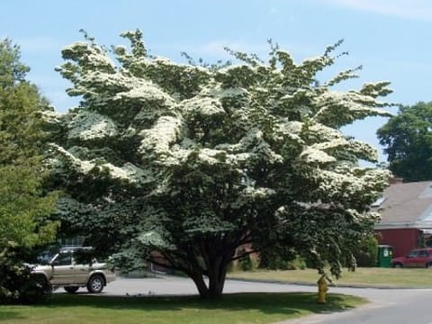 Cornus kousa 'Milky Way'