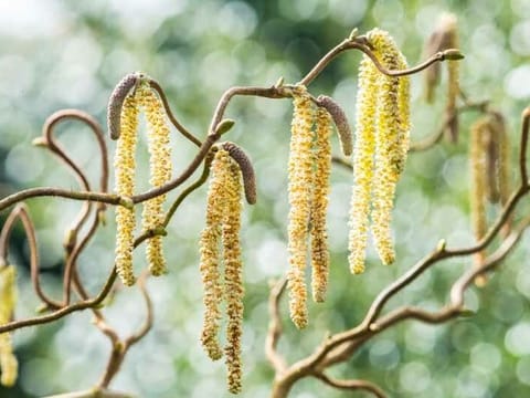 Corylus avellana 'Contorta'