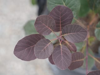 Cotinus coggygria 'Purpurea' (Purple Smoke Tree) foliage, showing rounded deep purple leaves with pinkish veins on a young stem, with blurred green leaves behind.