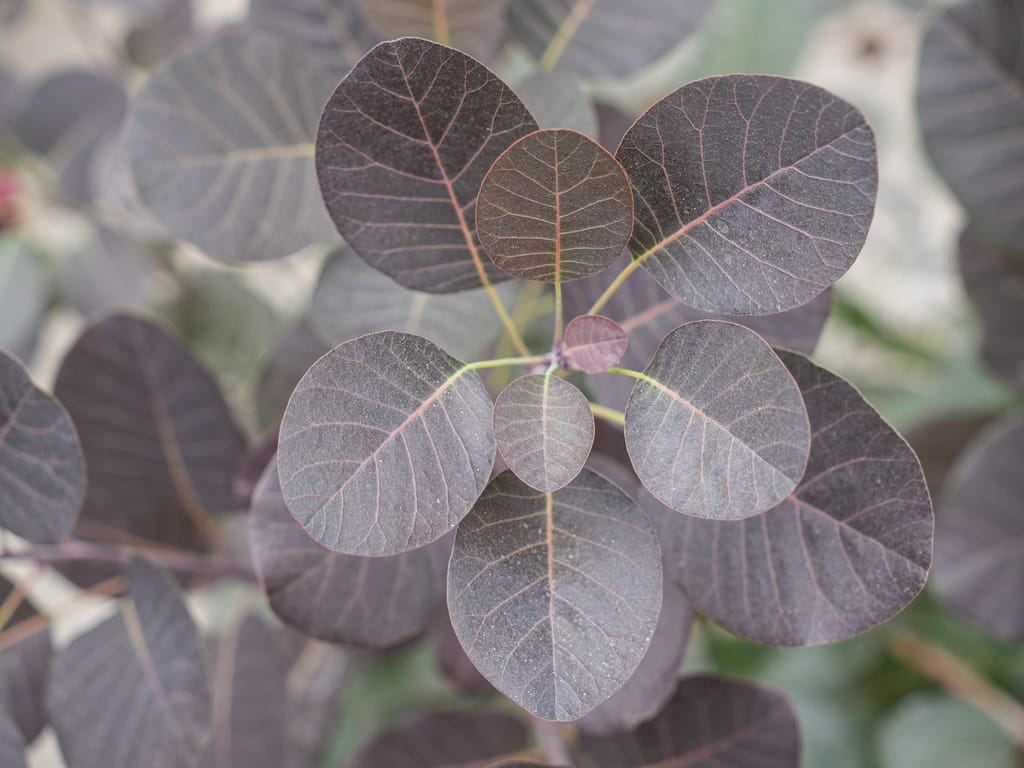 Cotinus coggygria 'Purpurea' (Purple Smoke Tree) foliage, showing rounded dark purple leaves with fine pinkish veins on slender green-tinged stems.
