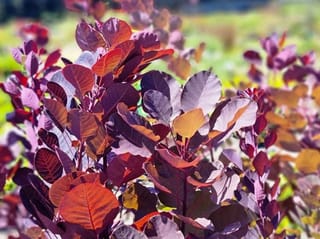 Cotinus coggygria 'Purpurea' (Purple Smoke Tree) stems with rounded burgundy-purple leaves, some turning orange-bronze, in bright sunlight against a blurred green background.