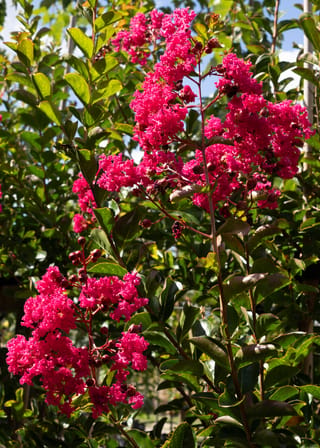 Lagerstroemia indica 'Saint Émilion' (Crepe Myrtle) with panicles of crinkled deep-pink flowers and dark seed buds among glossy green leaves.