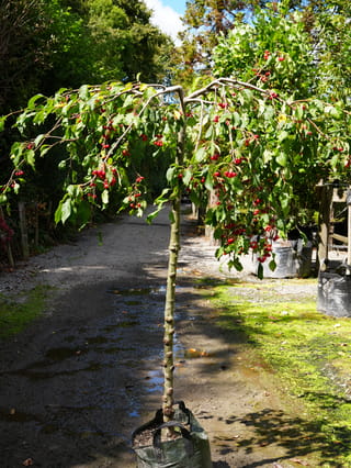 Malus 'Red Jade' crabapple, a standard weeping tree in a planter bag, with a bare straight trunk and arching branches hung with small red fruit.