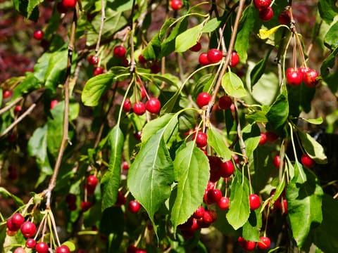 Malus 'Red Jade'