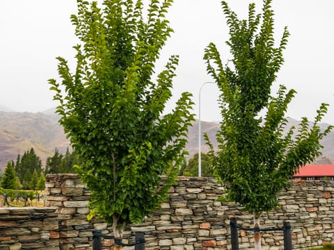 Ulmus 'Lobel'