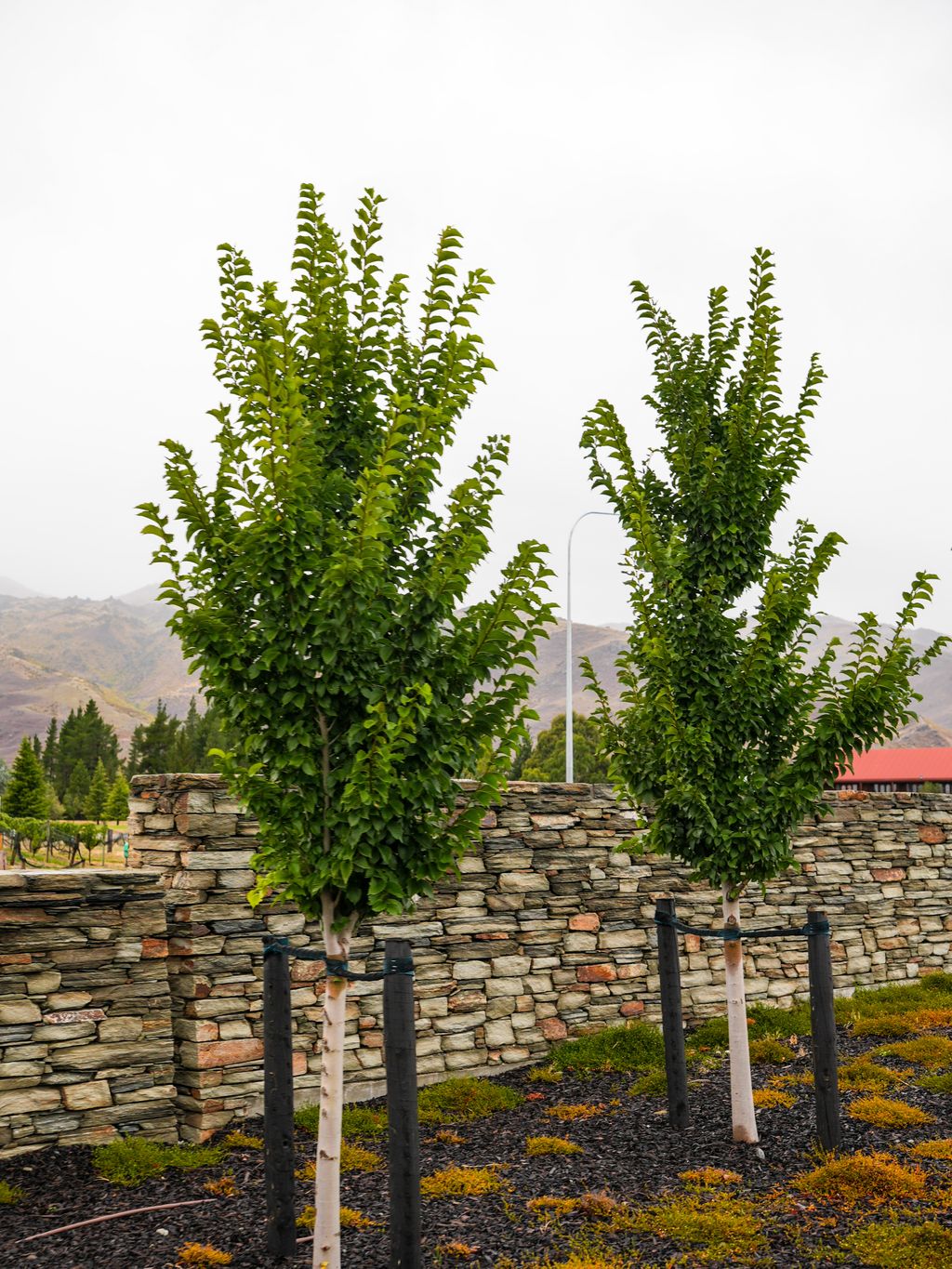 Two young Ulmus 'Lobel' elm trees with narrow upright green foliage, staked beside a schist stone wall with hills behind.
