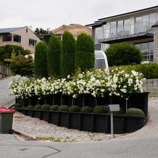 Rosa 'Iceberg' (Iceberg Rose) standards covered in white blooms, planted above a black timber retaining wall with clipped round shrubs and tall conifers behind.