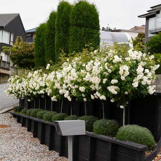 Rosa 'Iceberg' (Iceberg Rose) standard roses in full white bloom along a black timber retaining wall, with clipped round shrubs and tall conifers behind.