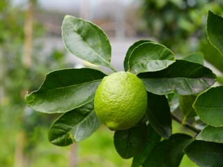 Citrus lime 'Bearss' (Persian Lime) with a single green, textured fruit hanging among glossy dark green leaves, set against a blurred garden background.